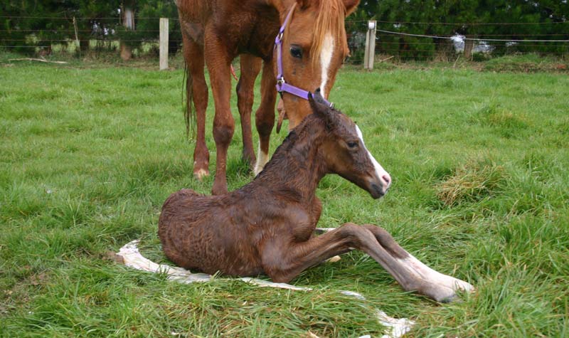 A simple method for estimating a foal's weight means only one measurement is needed.